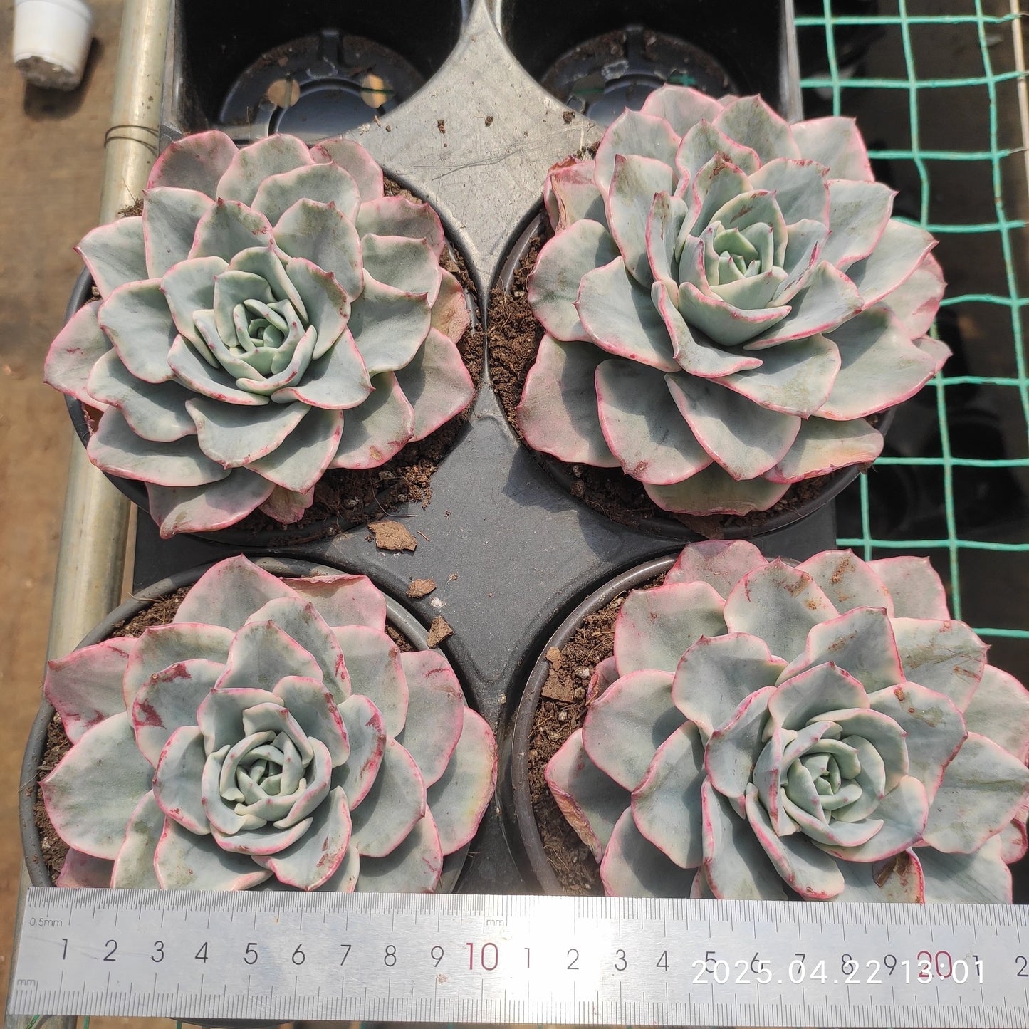 MMY1073 ピーチス&クリーム錦(12cm pot)