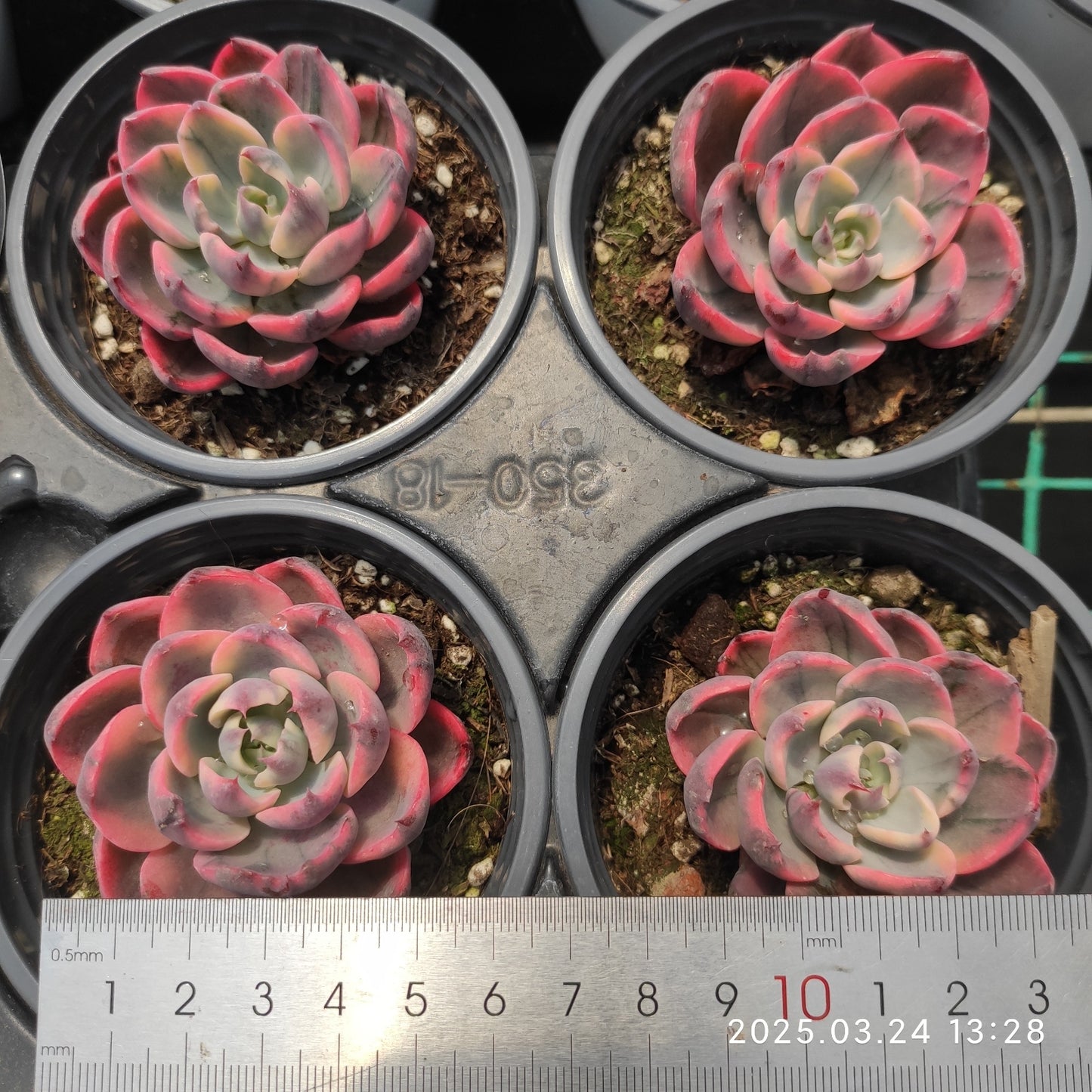 MMY1050 レーンドロプス錦(9cm pot)