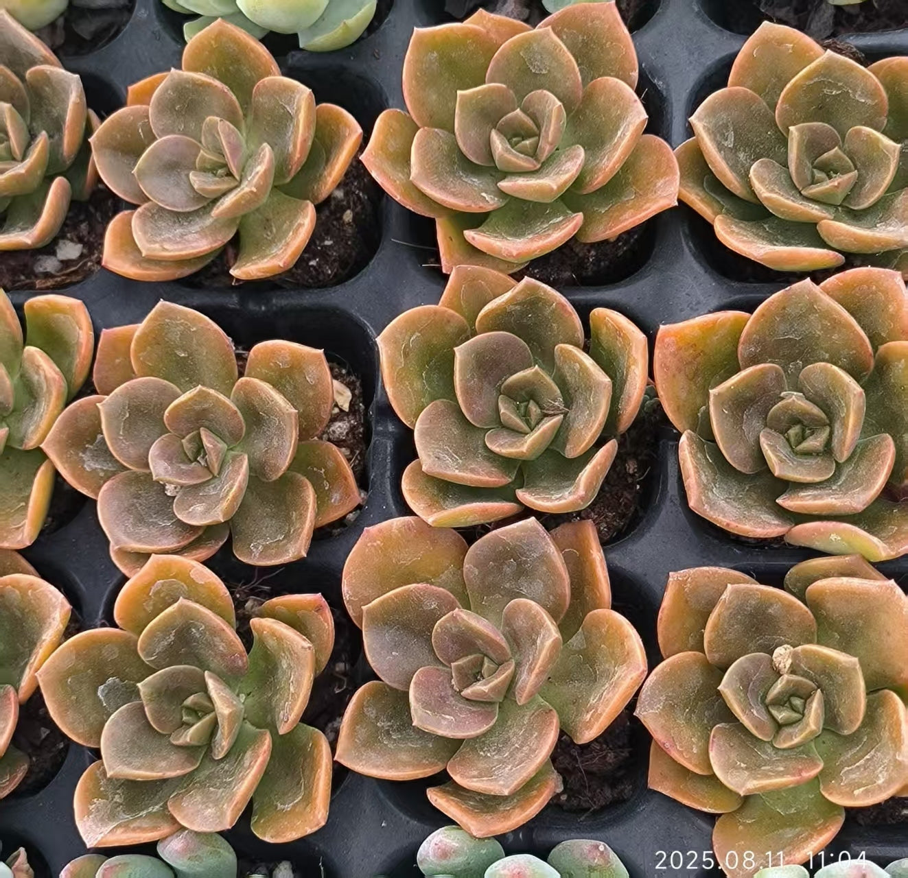 JC146 チョコレート(3cm pot)