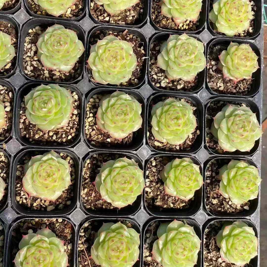 360008 ライムハロ