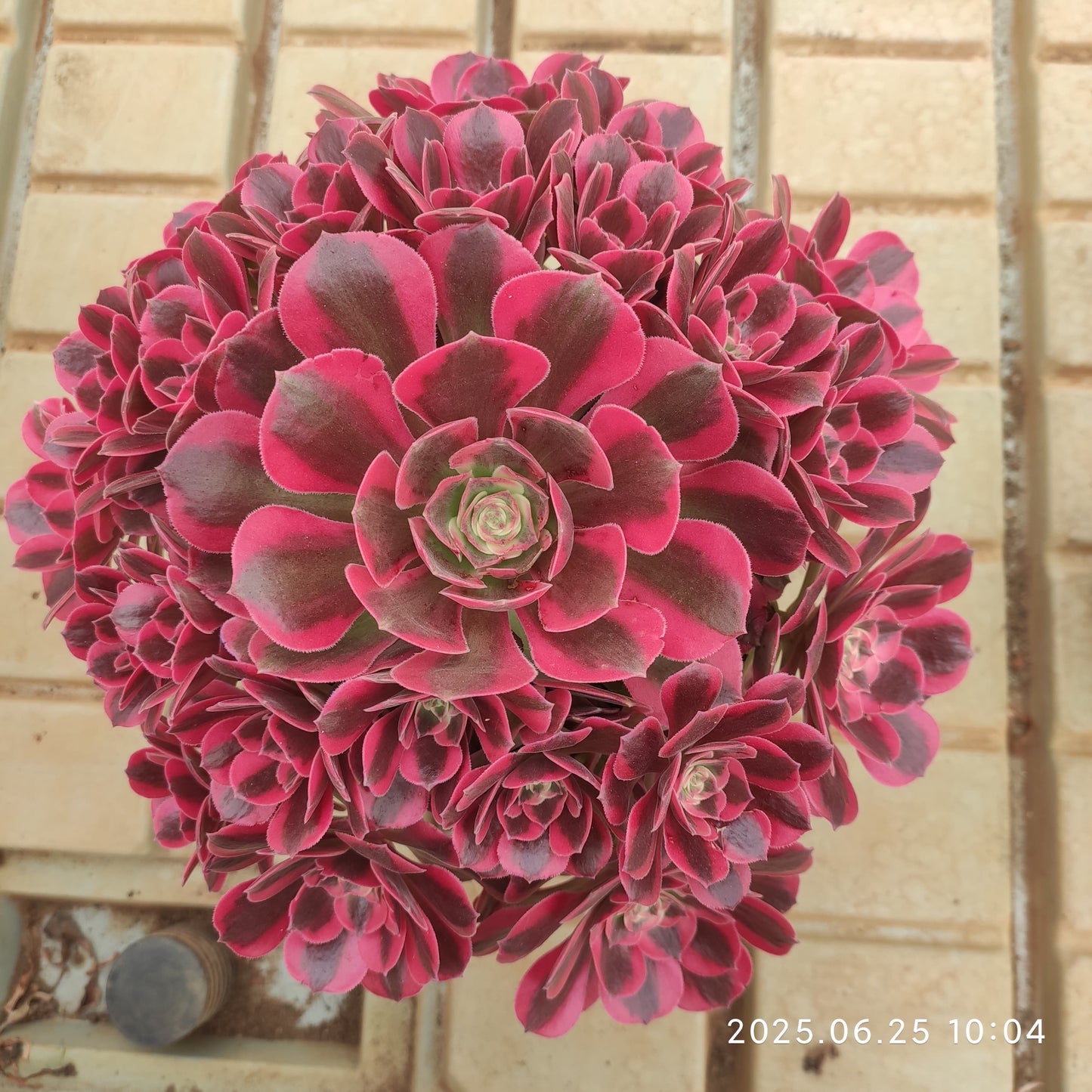 YS270 アエオニウムピンクガール(17cm pot)
