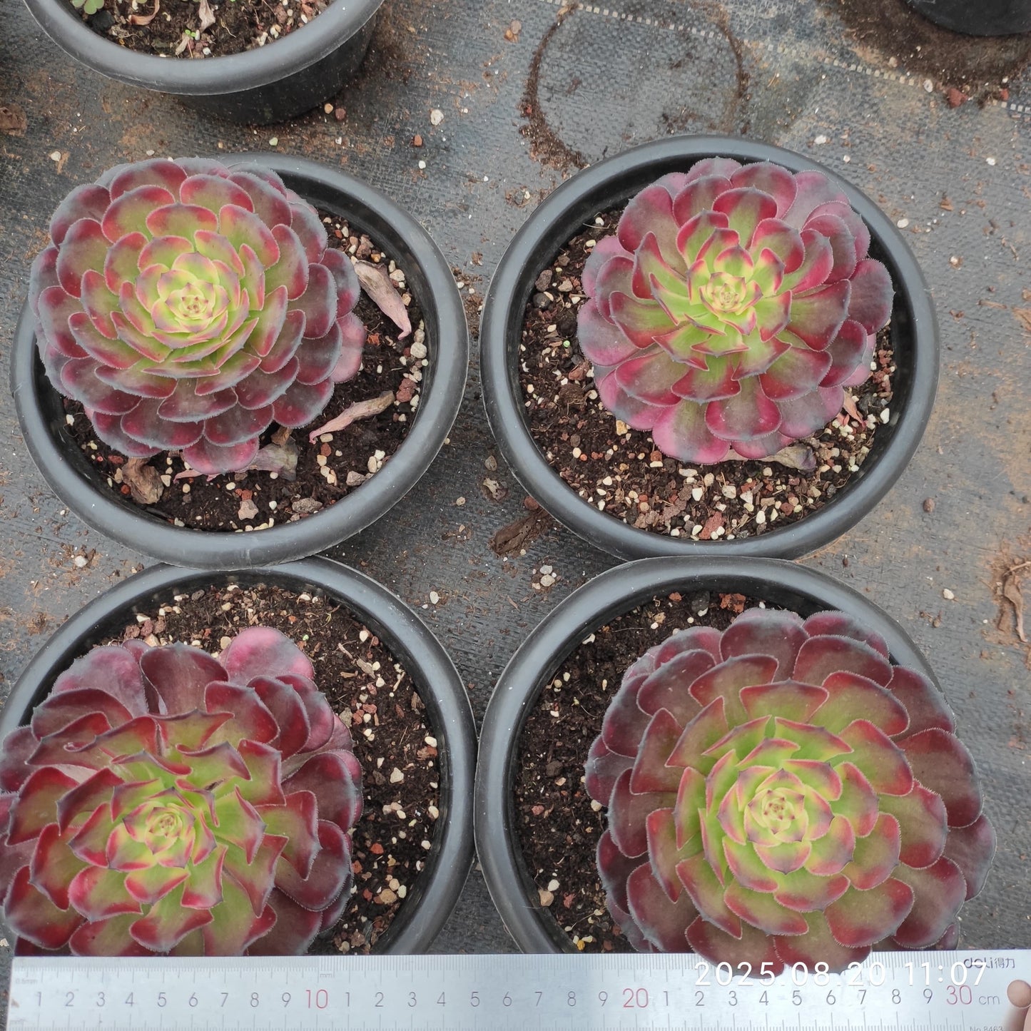 YF457 アエオニウム ムーングレイス(15cm pot)