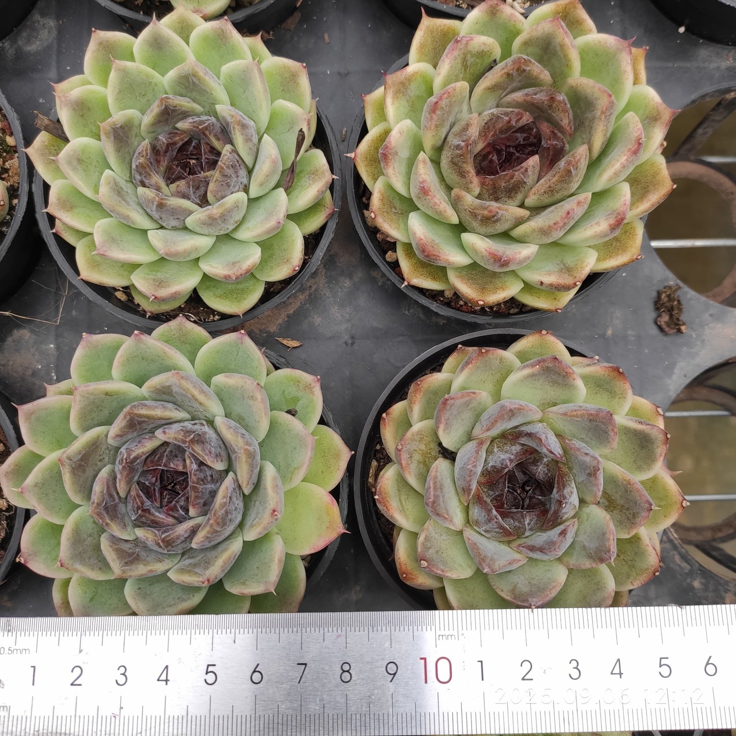 RC037 ブラック ローズ(9cm pot)