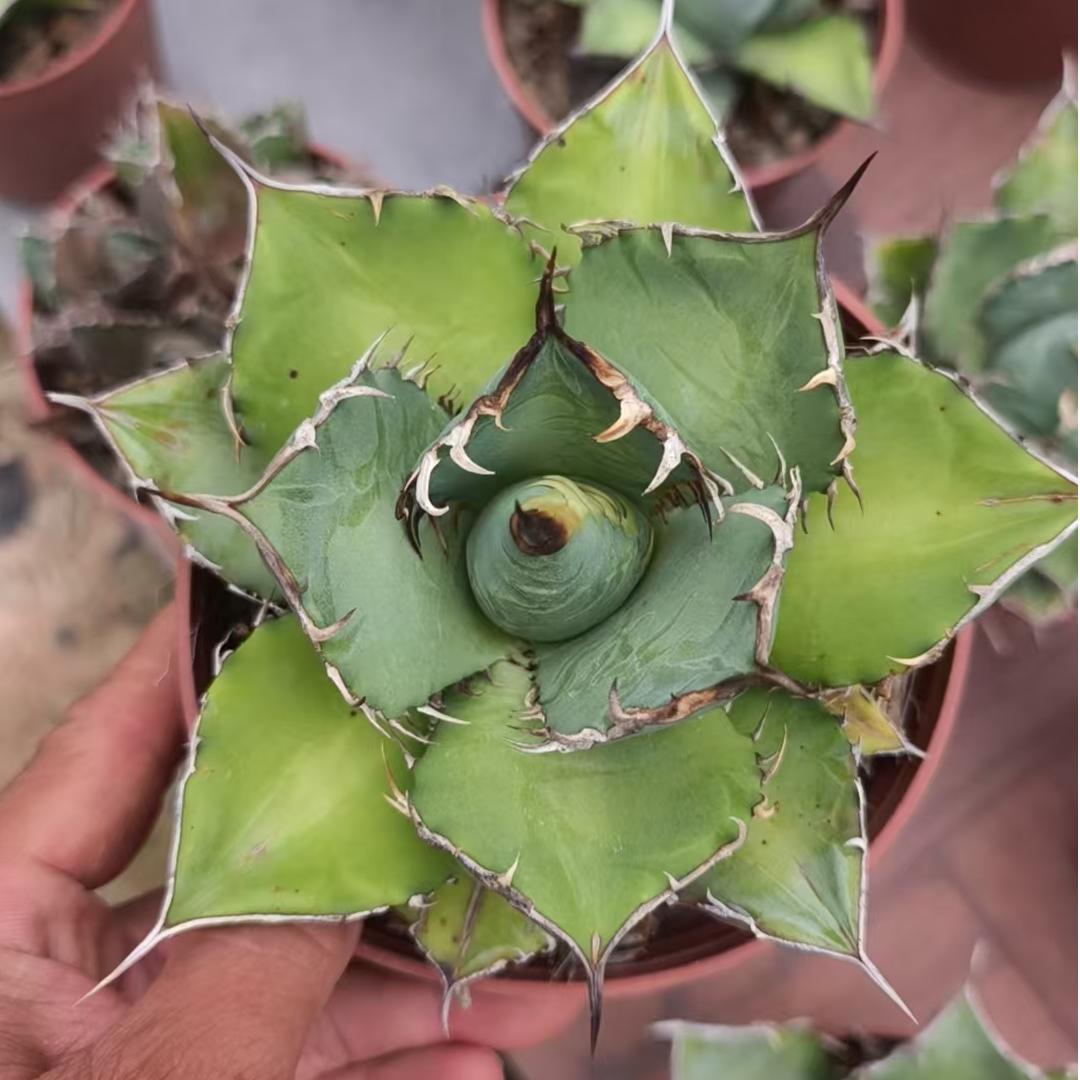 ZL658 アガベ チタノタ ナンバーワン(13cm pot)