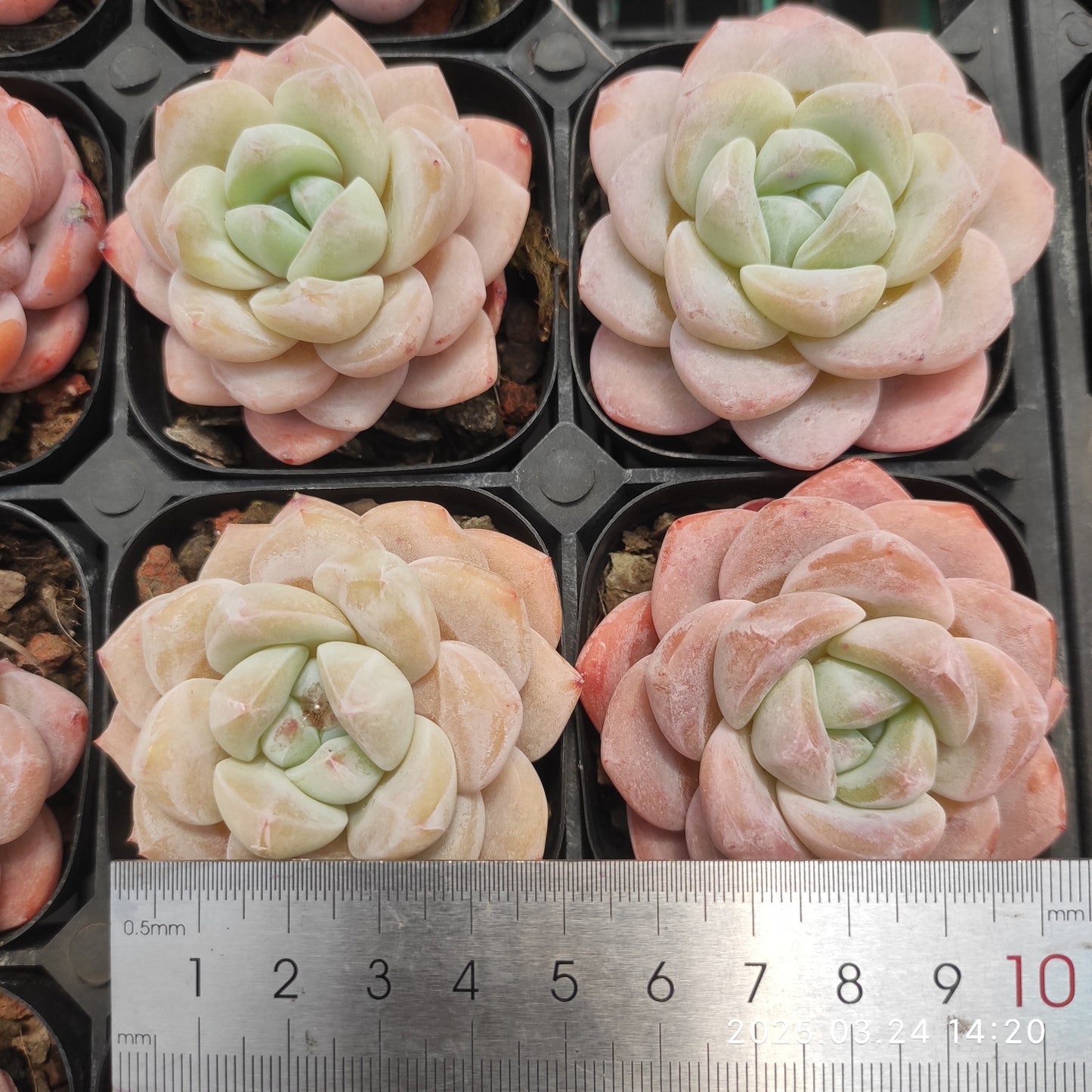 MMY921 ピンクアレックス x アイスグリーン(6.3cm pot)