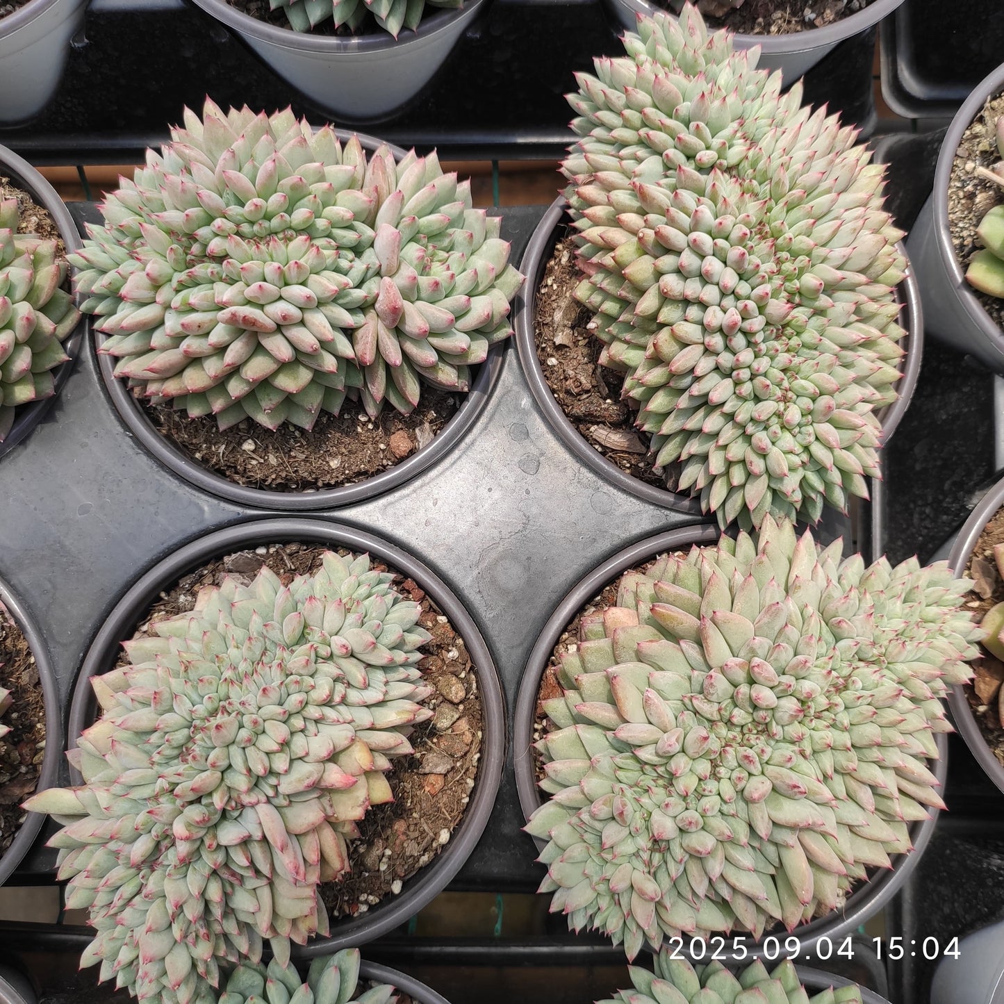MMY1262 パフ綴化(12cm pot)