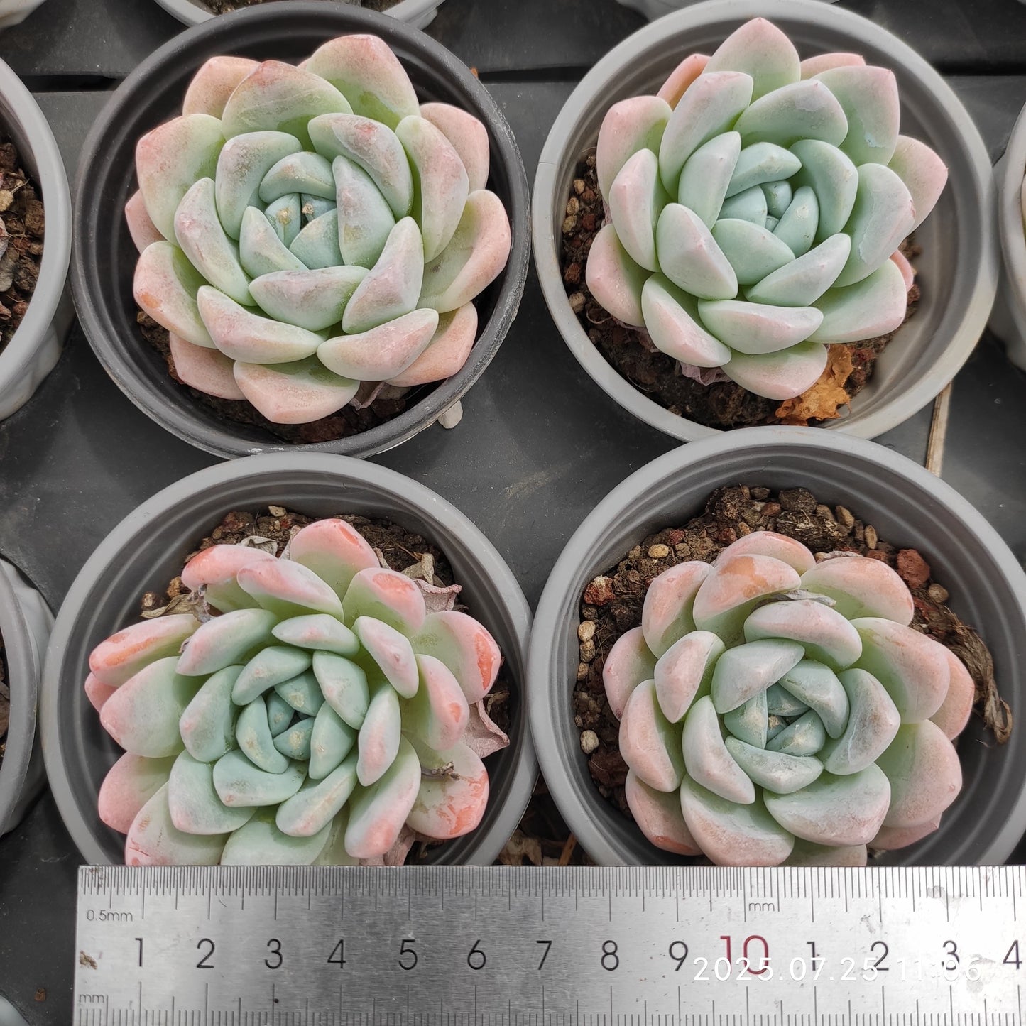 NGN548 アイスグリーン (9cm pot)