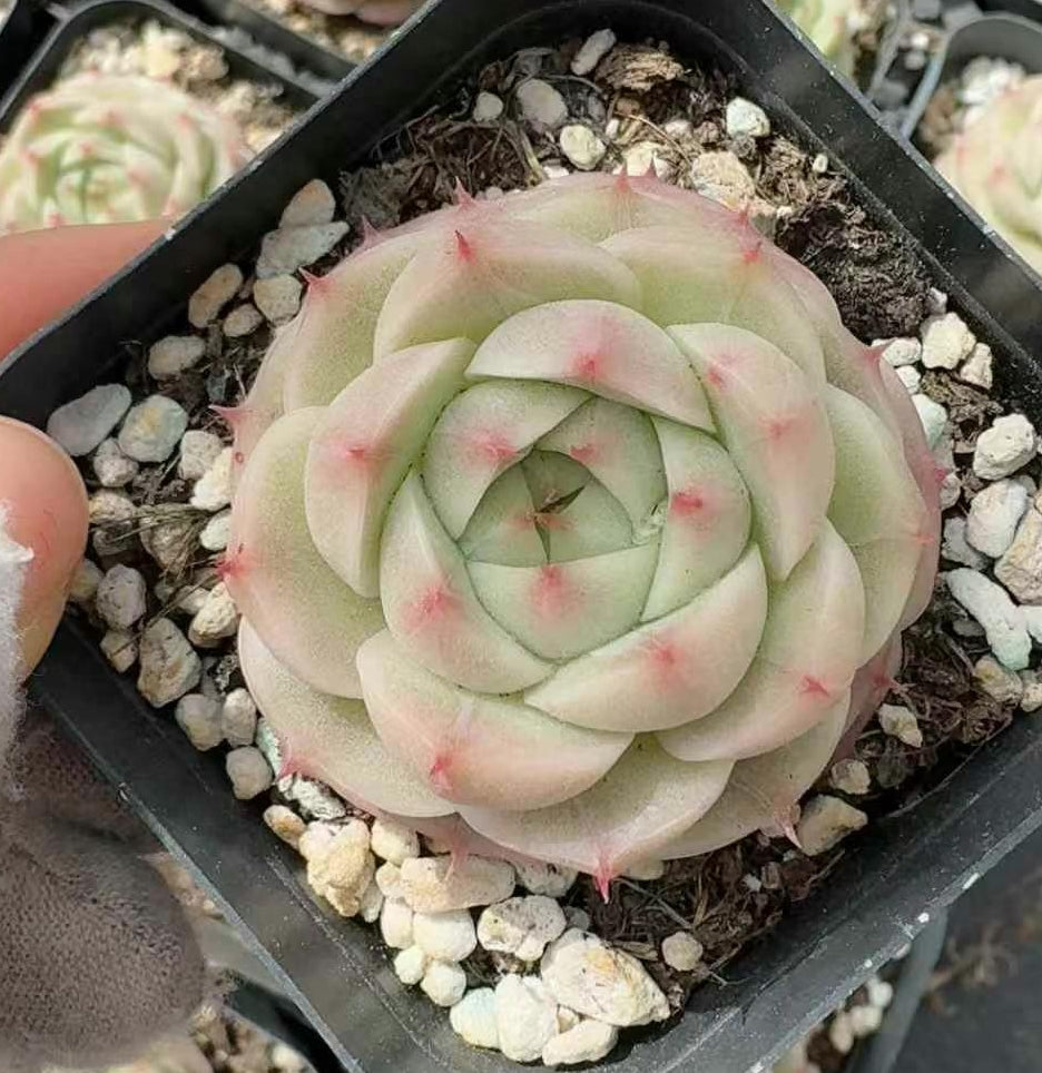 BL1737 マルギャン Hyb (6cm pot)