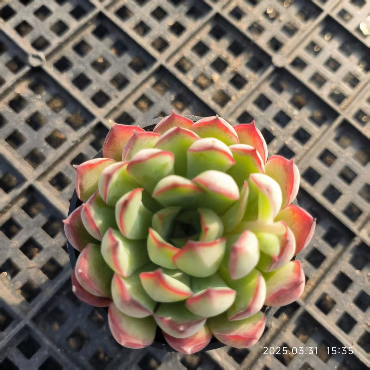 HH132 スモールランタン(5cm pot)