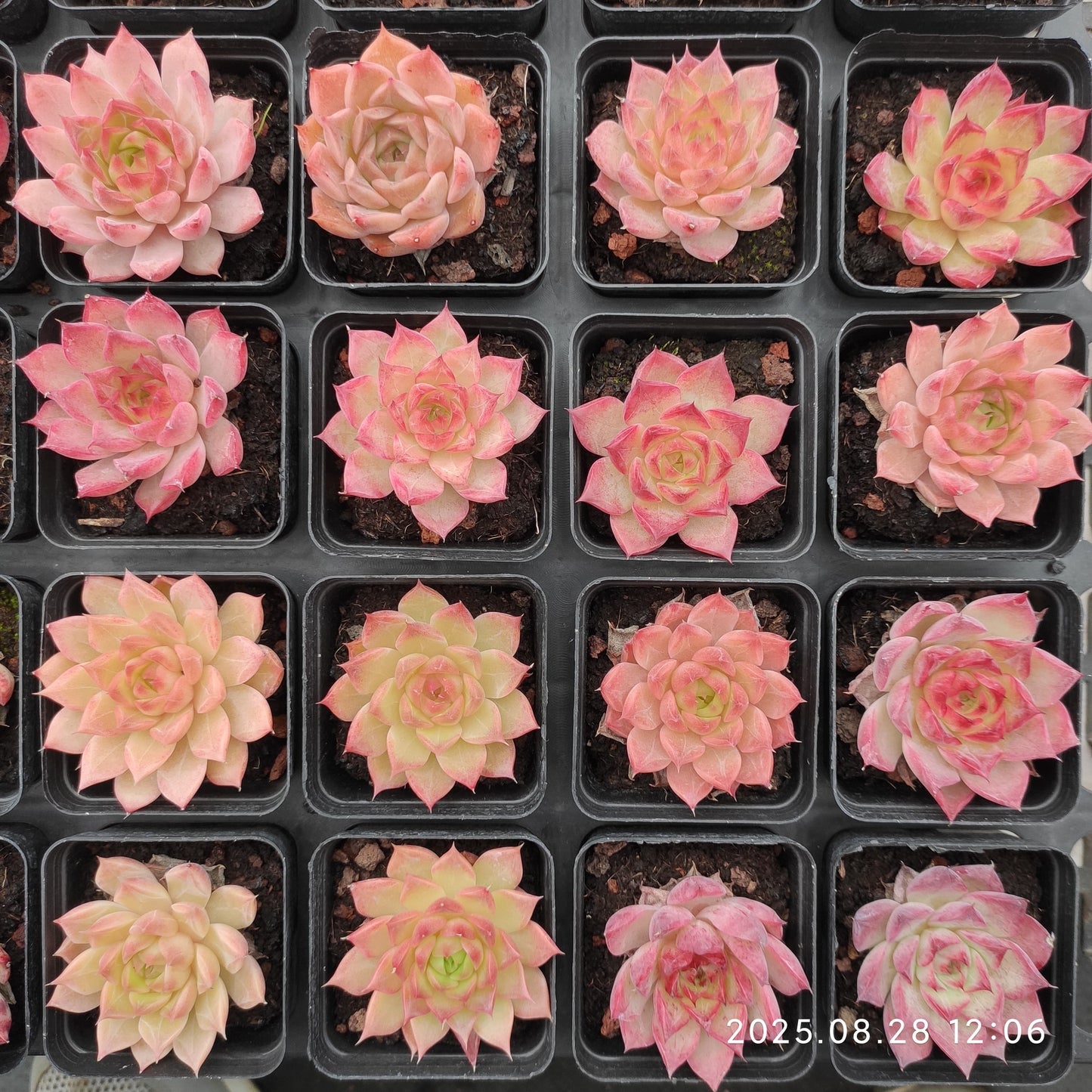 YBB195 リトルコンチ(5.5cm pot)