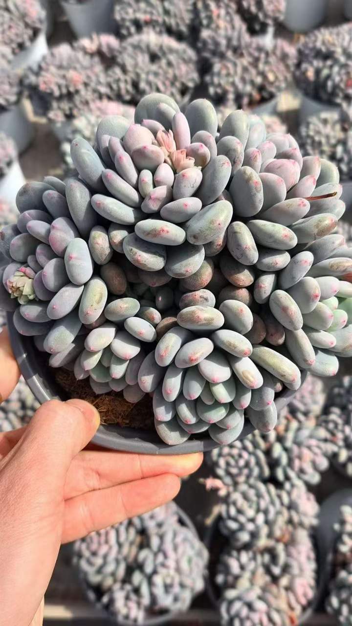 26562 スイートスノー