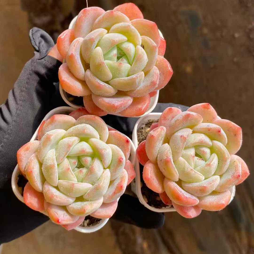 360018 デイドリーム