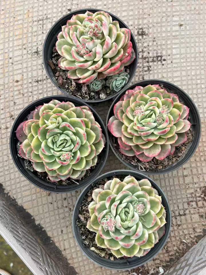 T26437 ライム&チリー錦