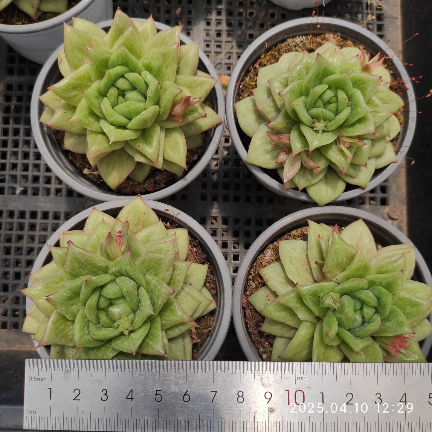 NGN517 リンカーン(50cm pot)