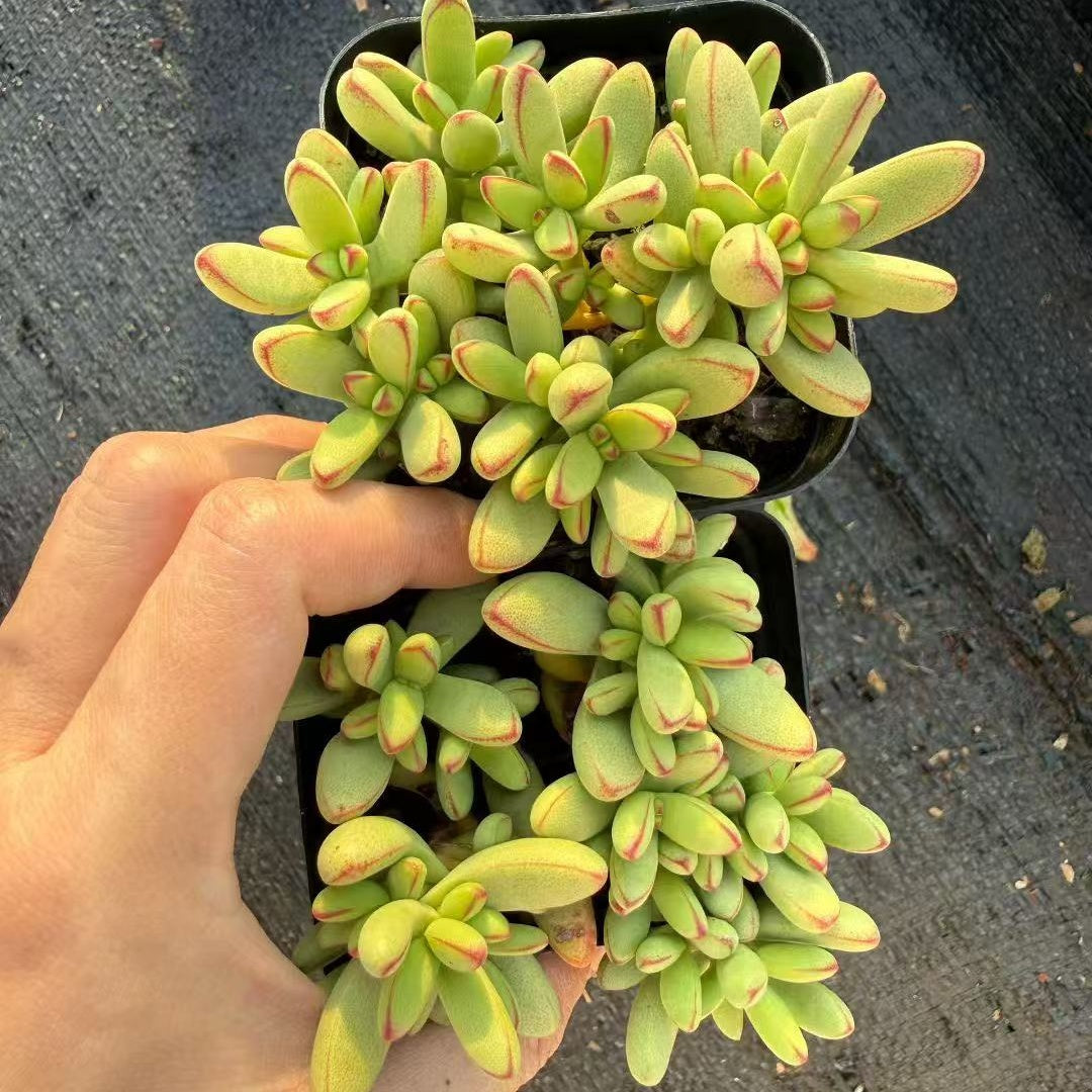 24565 ヌディカウリス var. ヘレイ