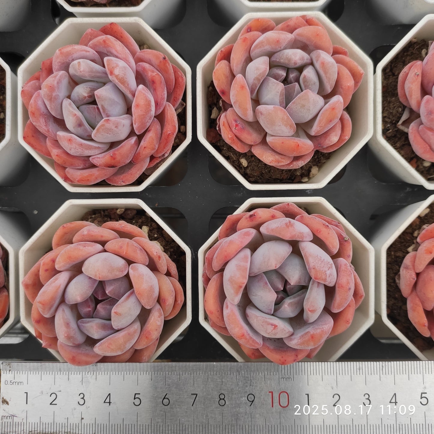 LMM412 オレンジモンロー(7cm pot)