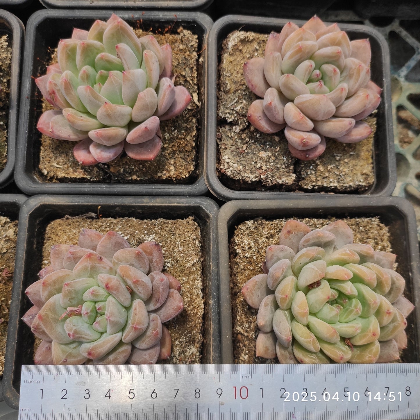 NGN714 ローズ ビューティー(50cm pot)