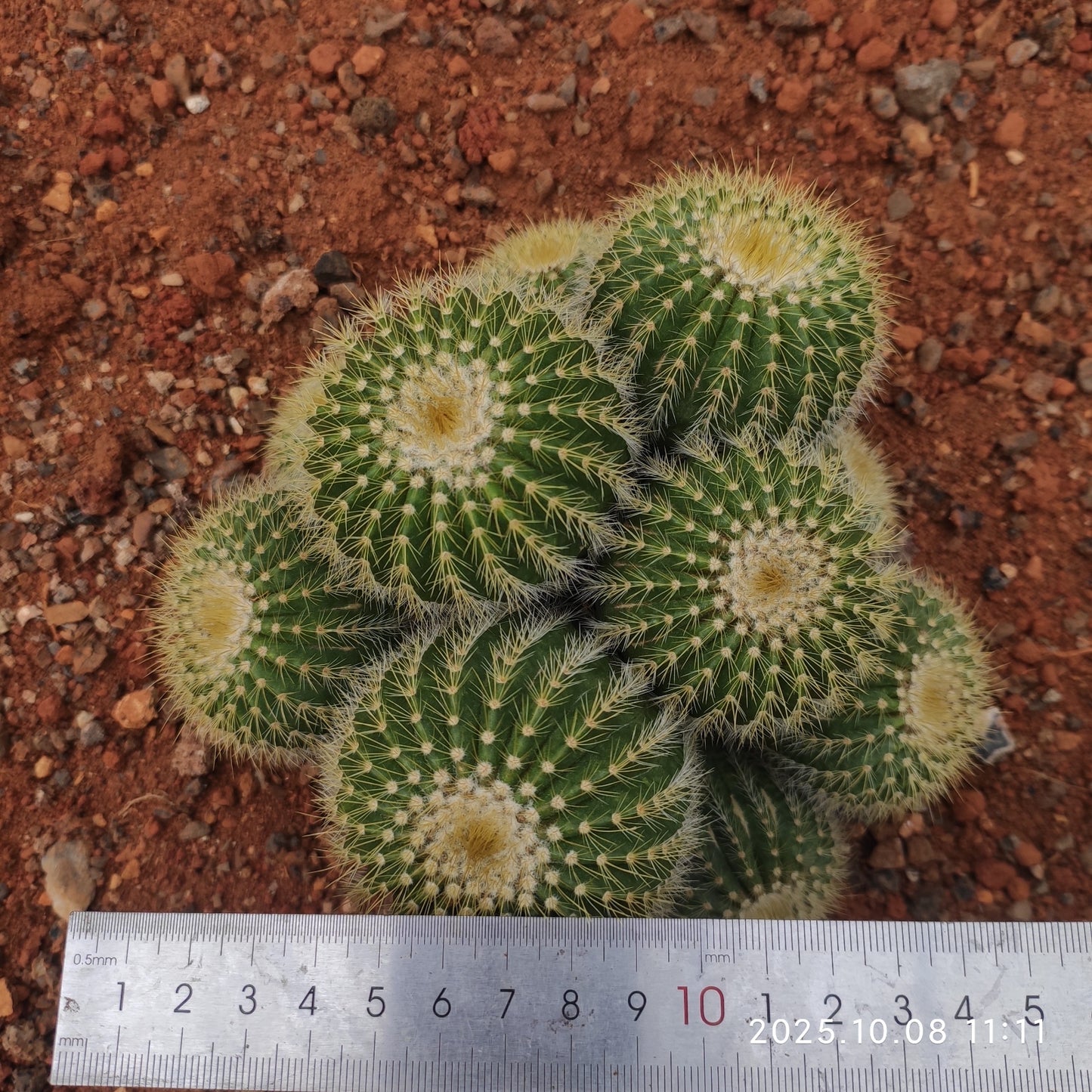 DMC057 金冠(きんかん)(15cm pot)