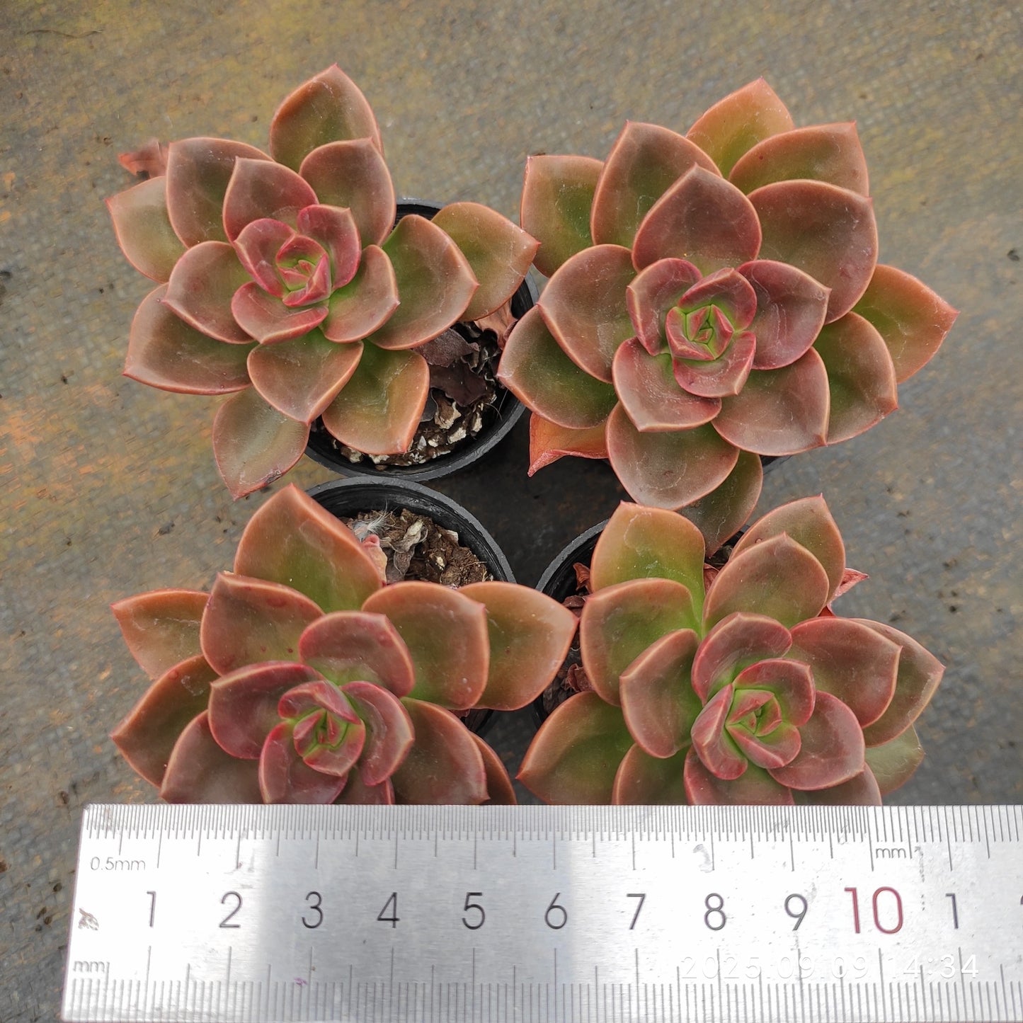 MMT506 チョコレート (5.5cm pot)