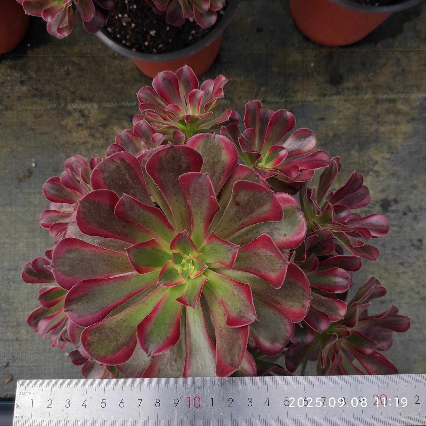 GDX012 メドゥーサー(18cm pot)