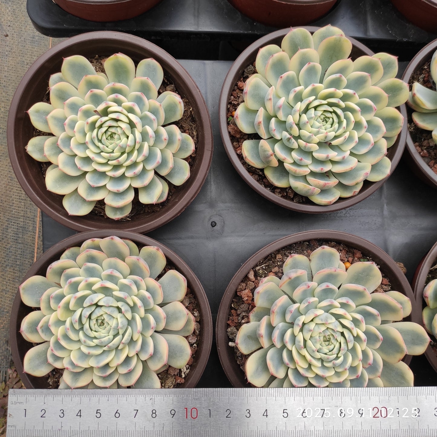 THH032 ホワイトミニマ錦(12cm pot)