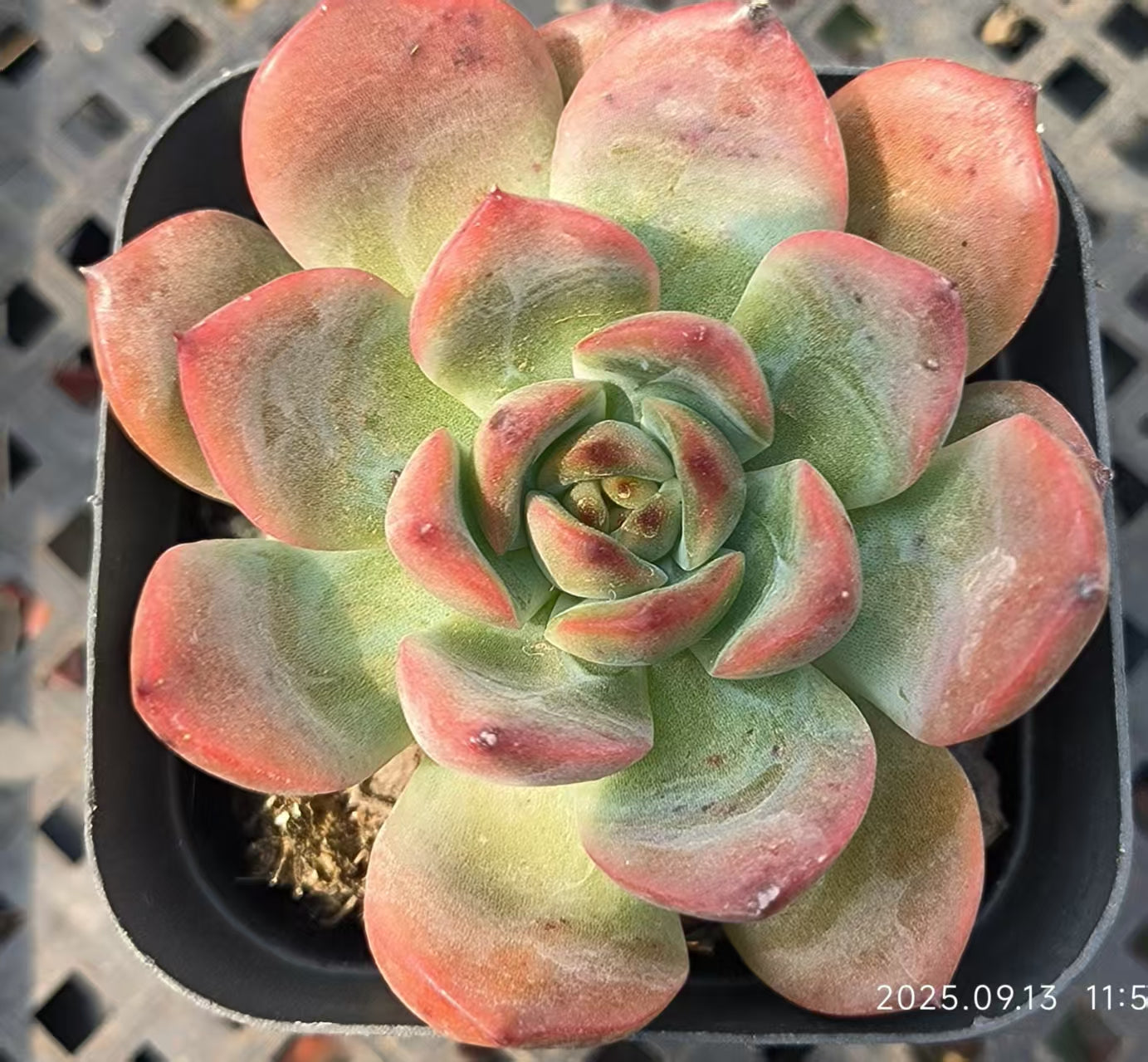 GR395 マドンナ(6.5 cm pot)