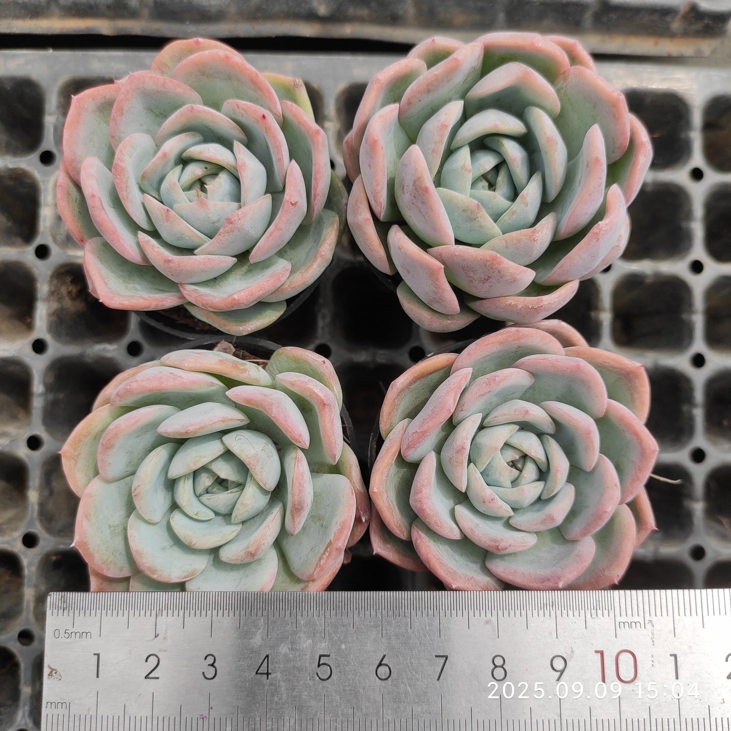 MMT884 スノーウーマン(7cm pot)