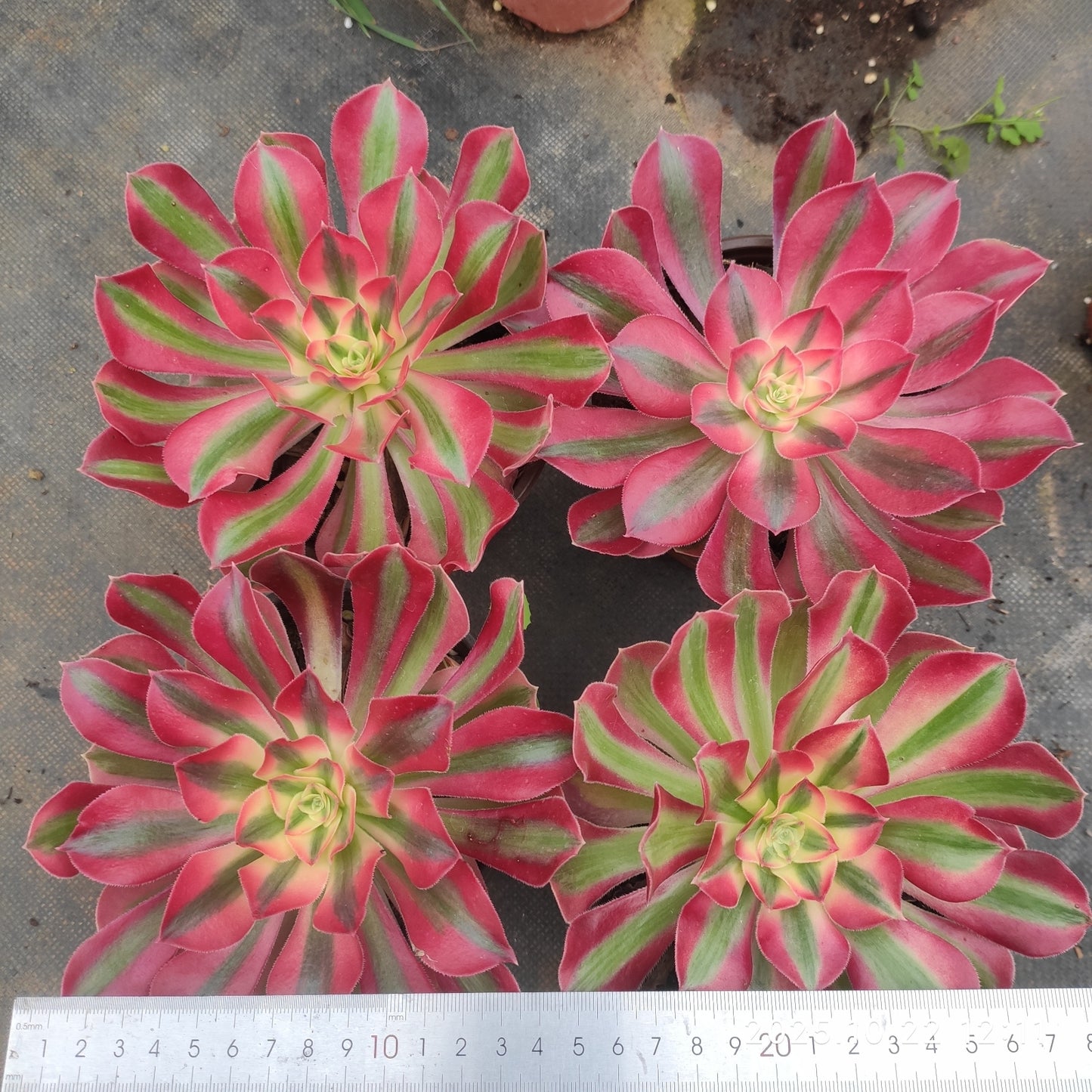 BC015 アエオニウム ウィッチ(12cm pot)