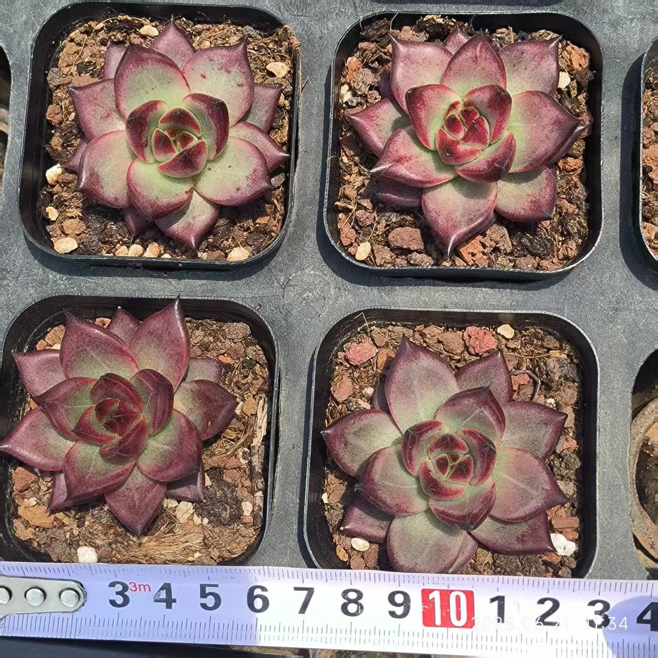 ZYP074 ロカ(6.5cm pot)