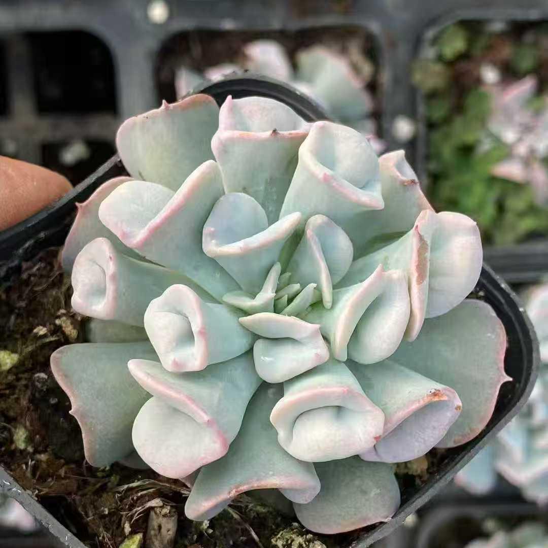 26316 トランペット