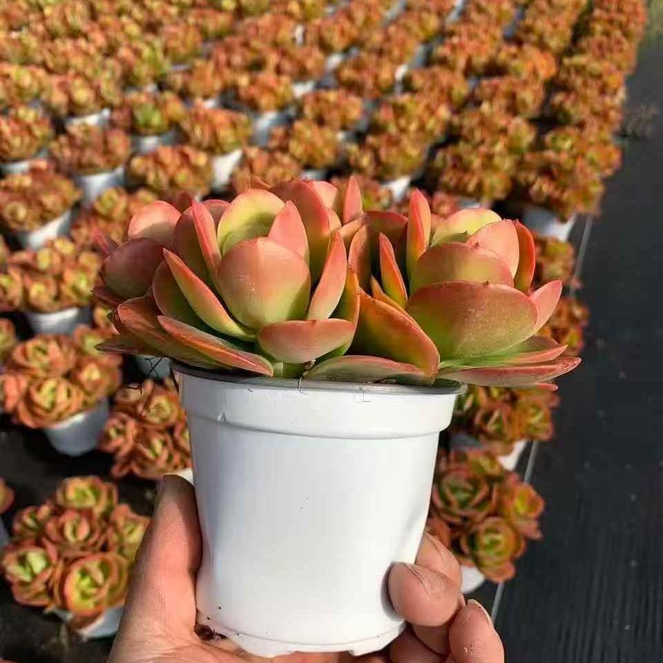 261051 クランベリー