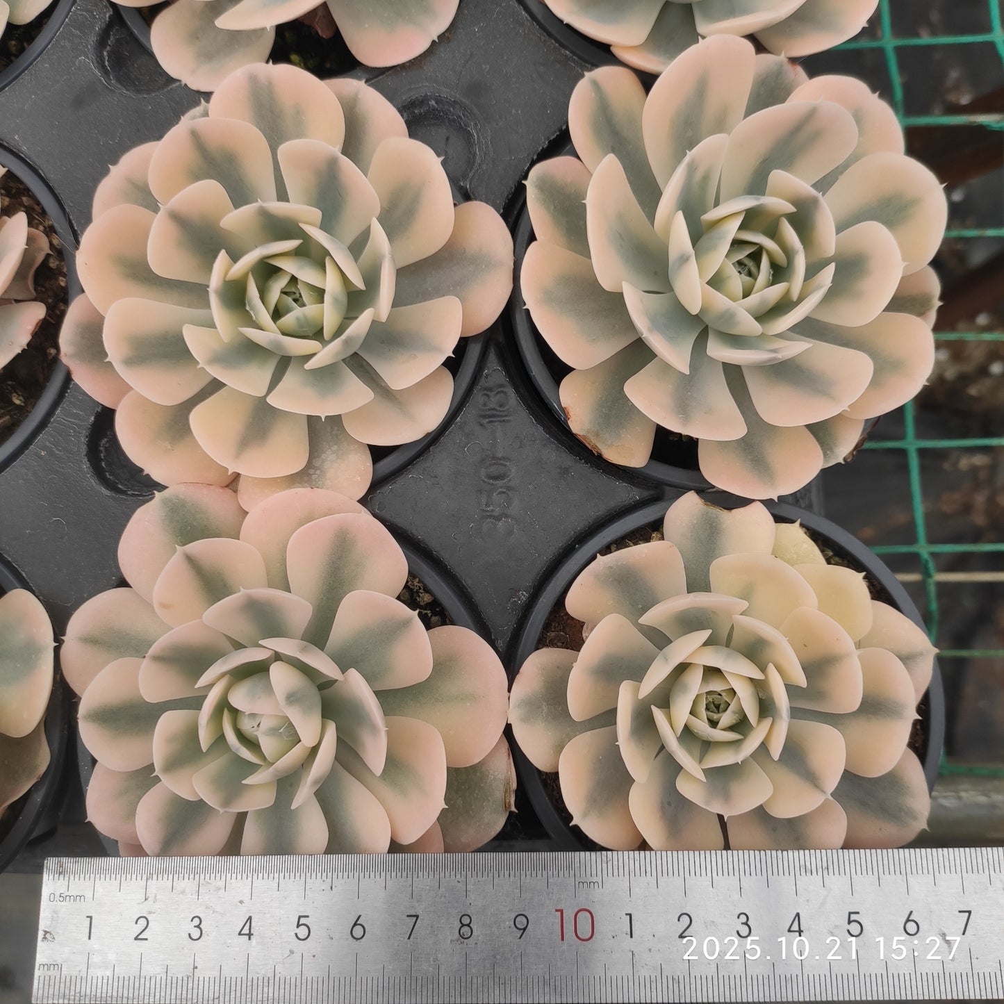 13735 マケベニア錦(9cm pot)