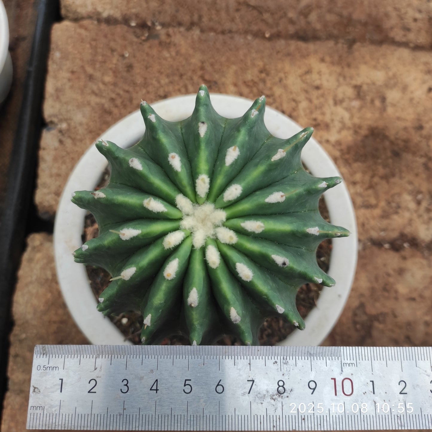 DMC066 王冠竜(11cm pot)