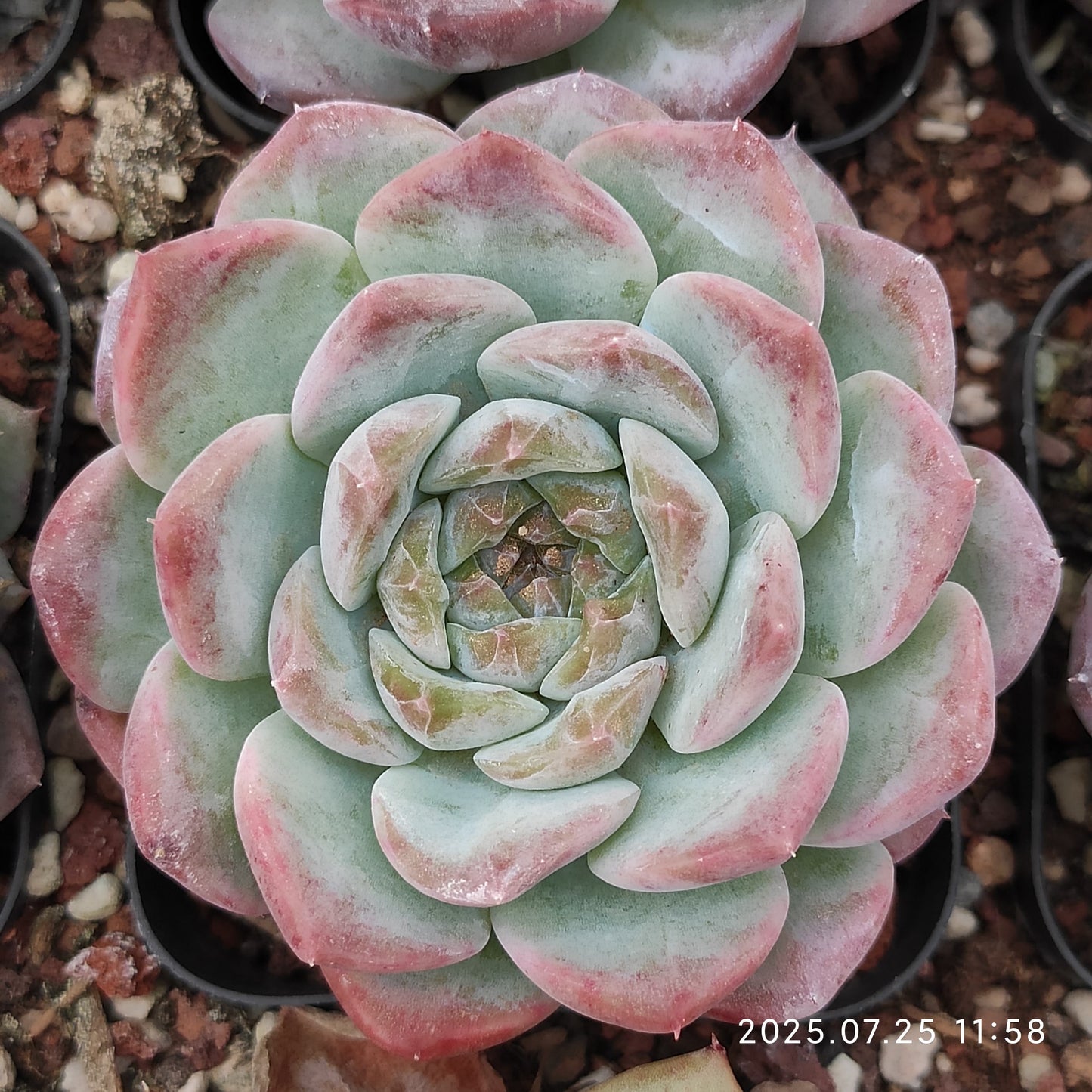 NGN782 アイススピリット(6.5cm pot)