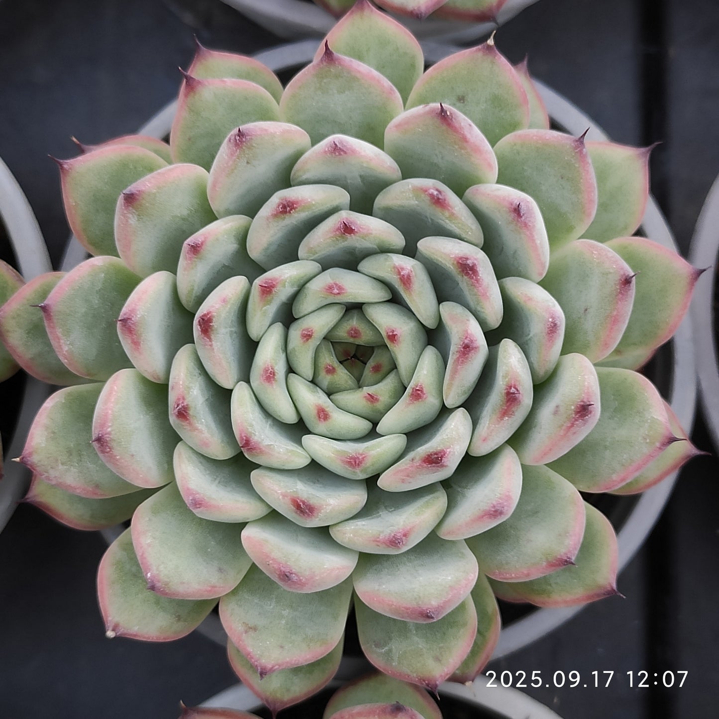 NGN687 スターライトジェニー(9cm pot)