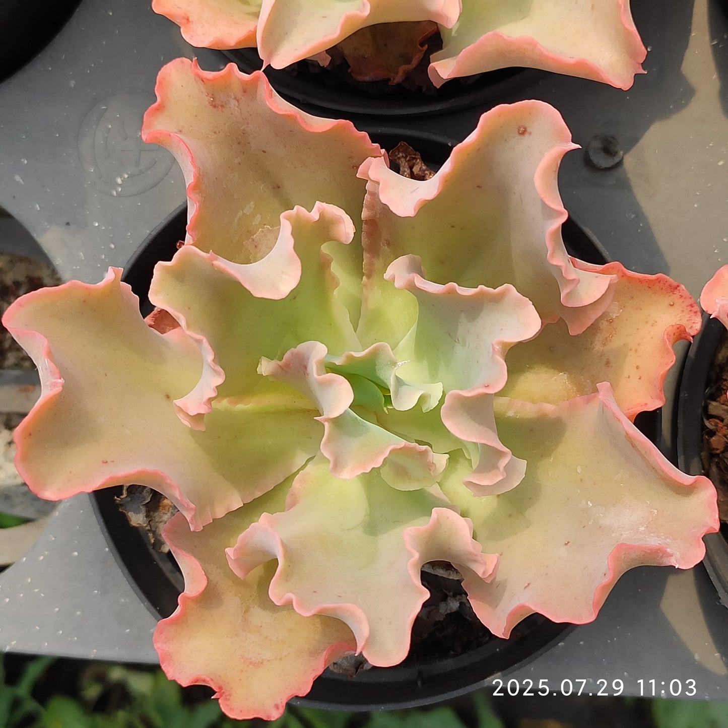 ZZA178 タカサゴノオキナ(高砂の翁)(11cm pot)