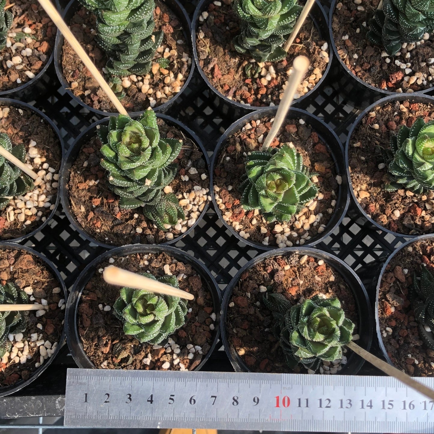TPKM002 コークタター チャルウィニー(7cm pot)