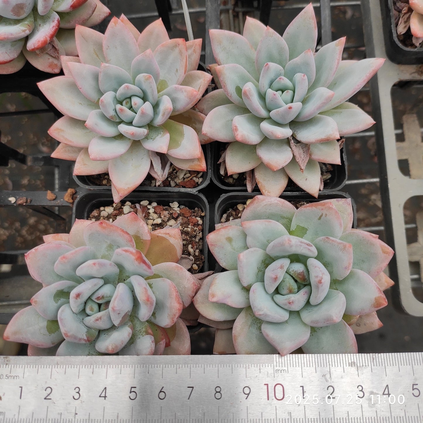 NGN057 スターモンロー (7cm pot)