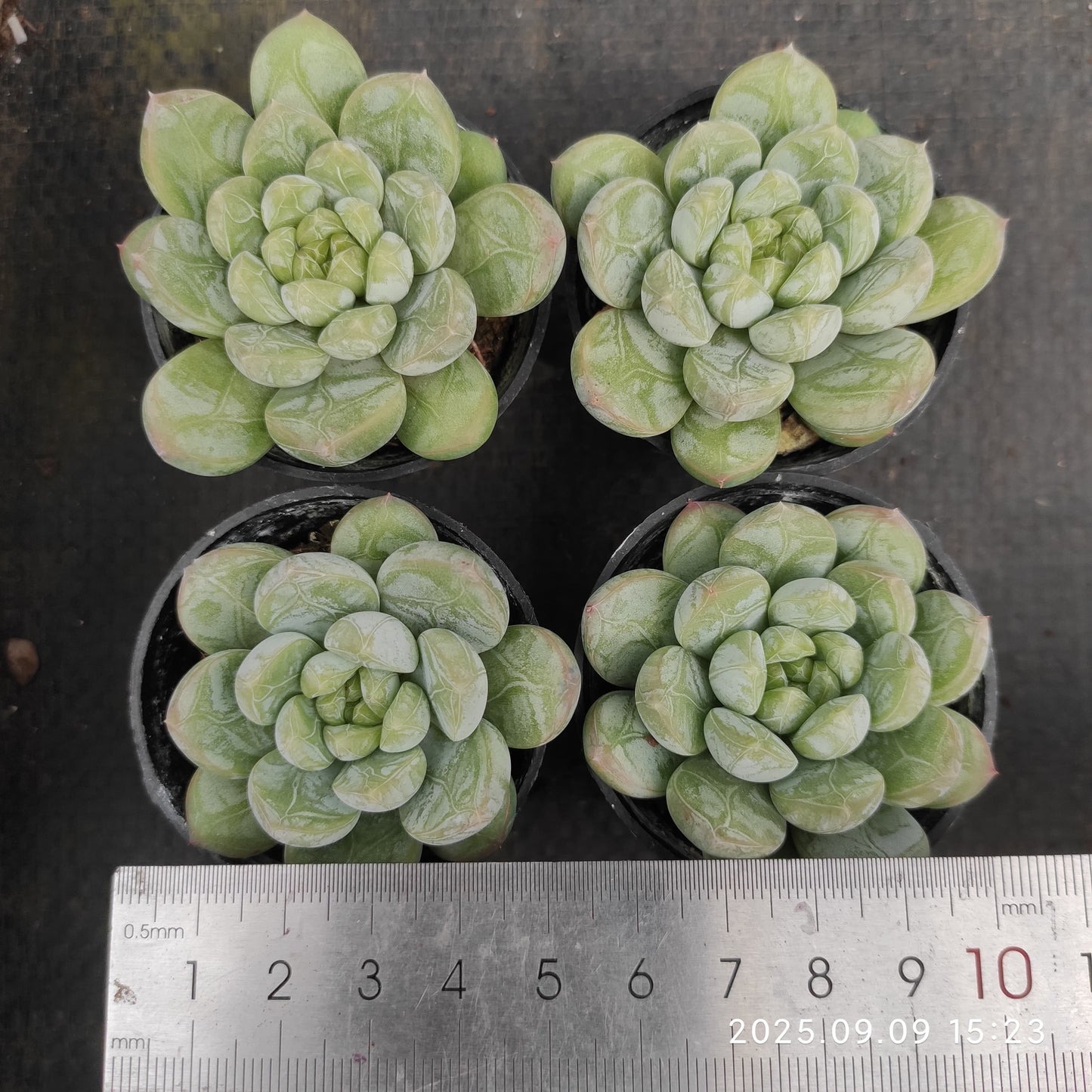 MMT462 アイスキャン(5.5cm pot)