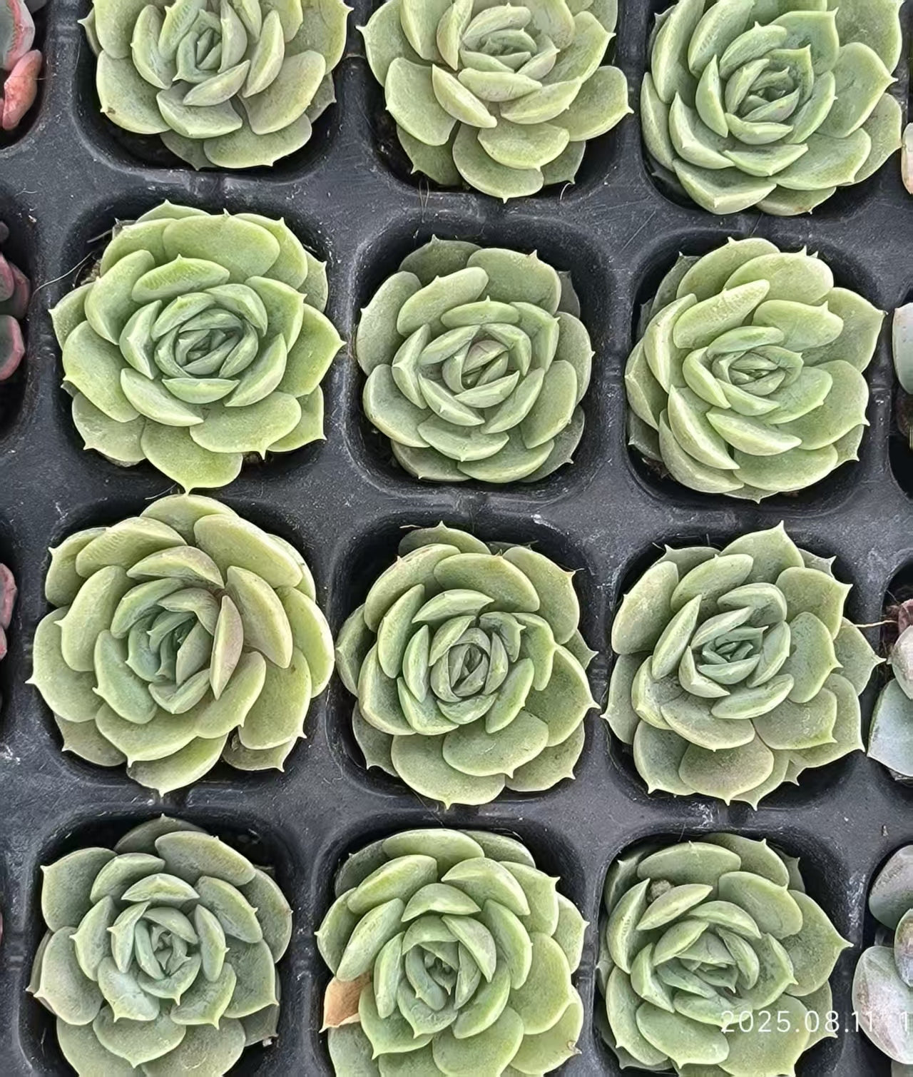 JC121 オウンスロー (3cm pot)
