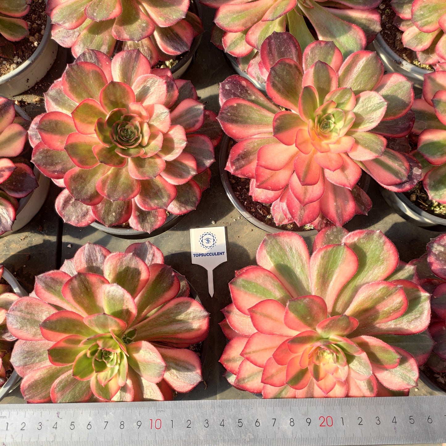 16750 ブラック デビル