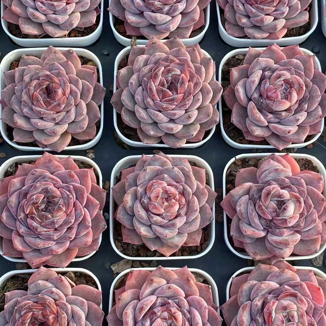 25754 シュガー ランプ