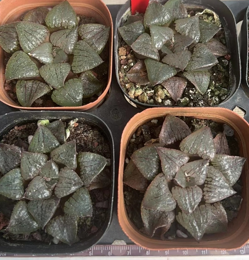 CS189 カンタ口一プアイランド(6.5cm pot)