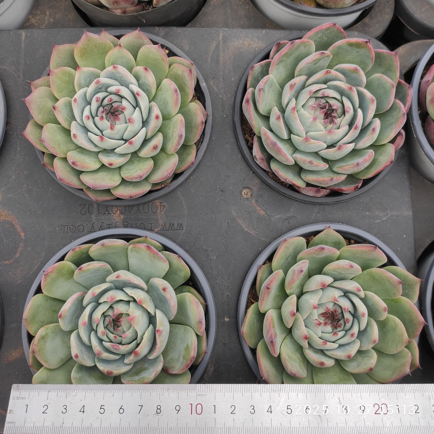 LB079 チワワエンシス(12cm pot)