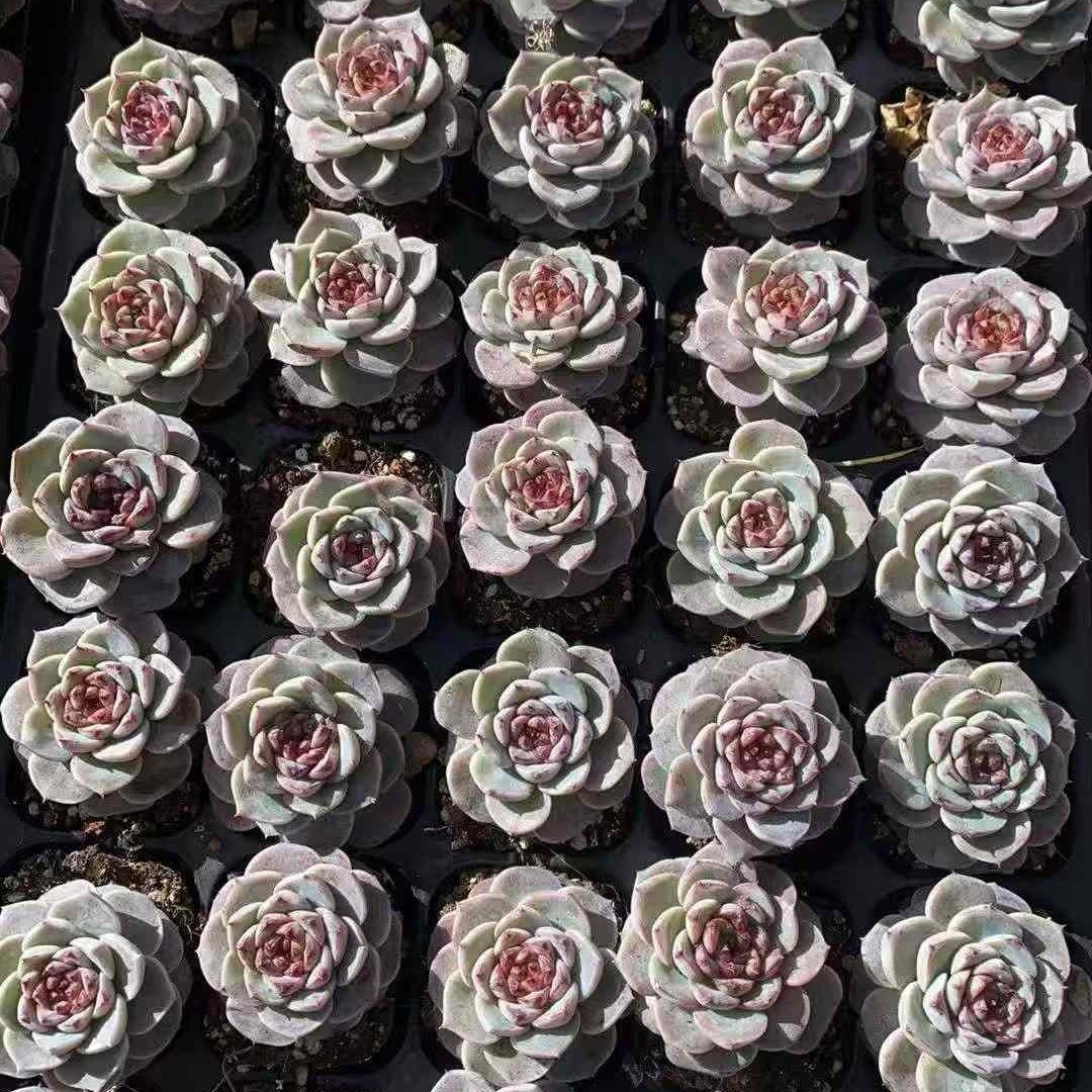 23590 レッドベルベット(3cm pot)