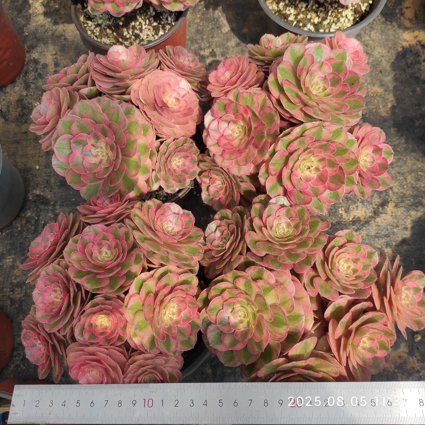 LXX006 ミリオン ワイト(14cm pot)