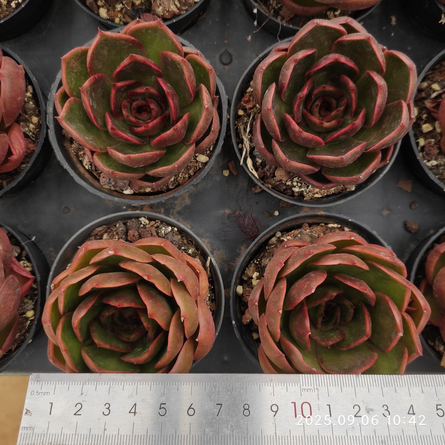 RC027 トラフィックライト(9cm pot)