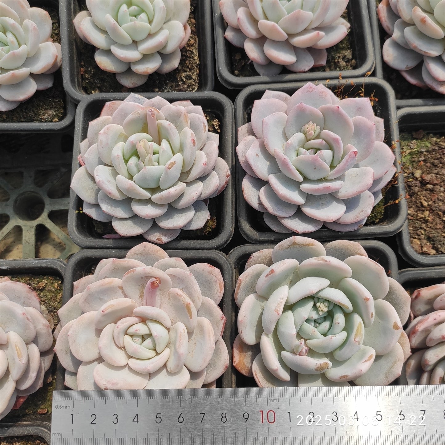 NGN556 モンロー x ミルクティー (9cm pot)