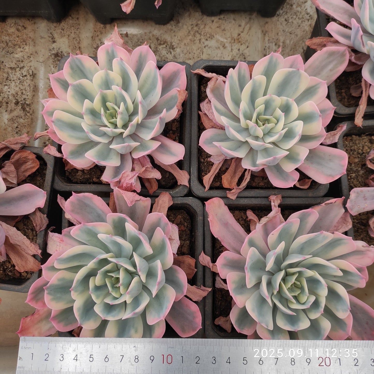 THH076 インブリカータ錦(12cm pot)