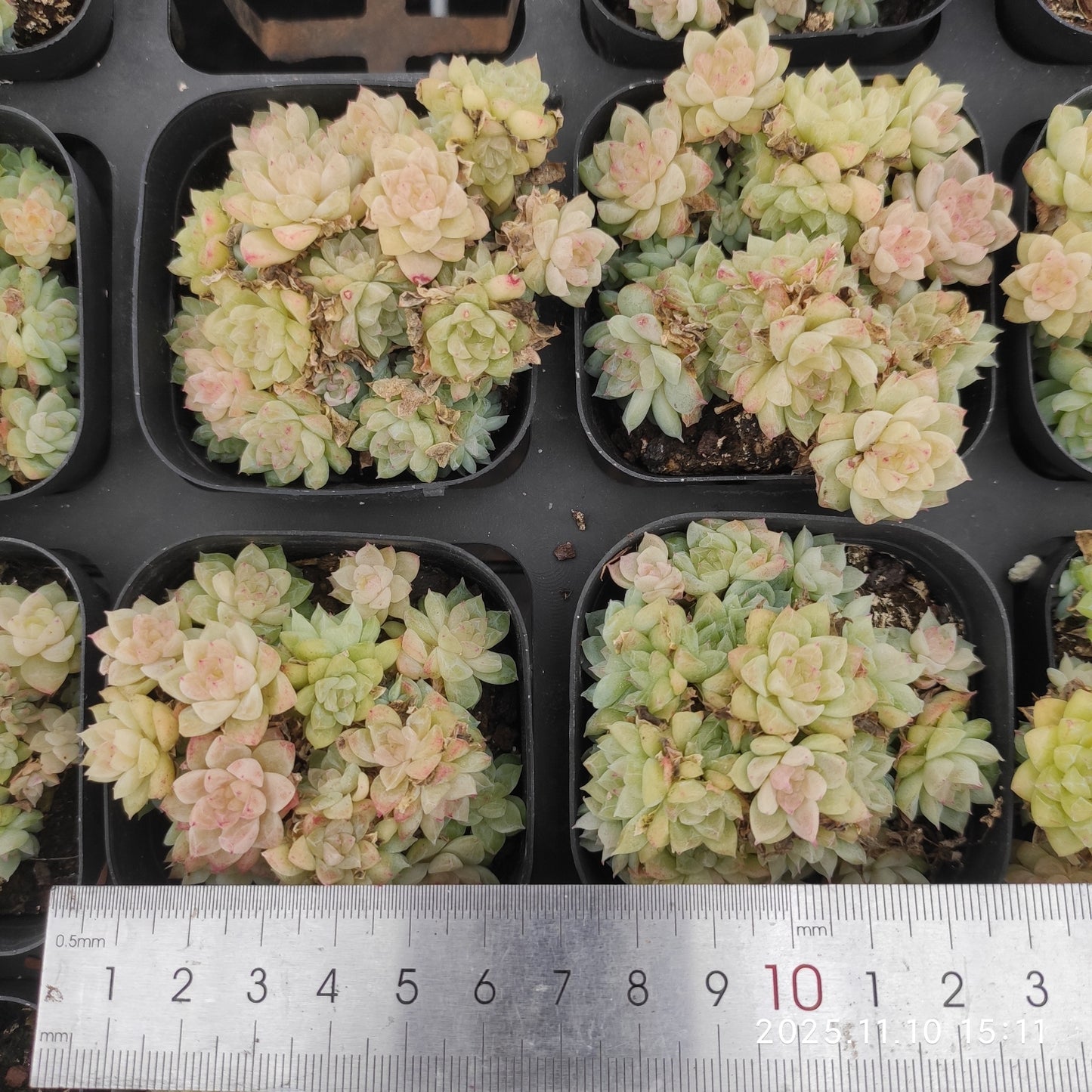 22603 ジェムストーン(6.5cm pot)